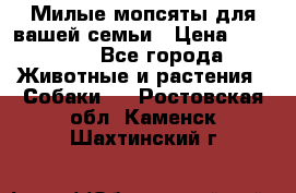 Милые мопсяты для вашей семьи › Цена ­ 20 000 - Все города Животные и растения » Собаки   . Ростовская обл.,Каменск-Шахтинский г.